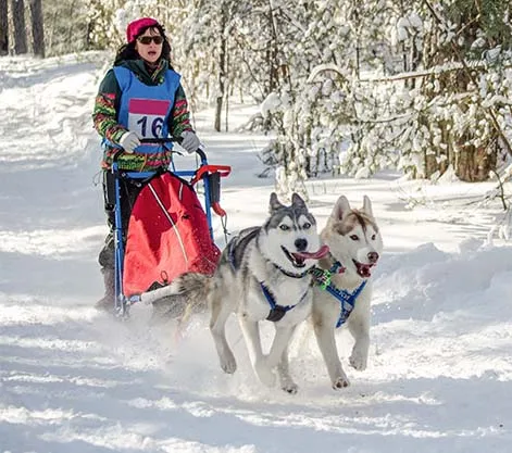 Husky Sledding Adventures