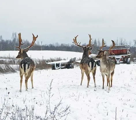 Reindeer Encounters