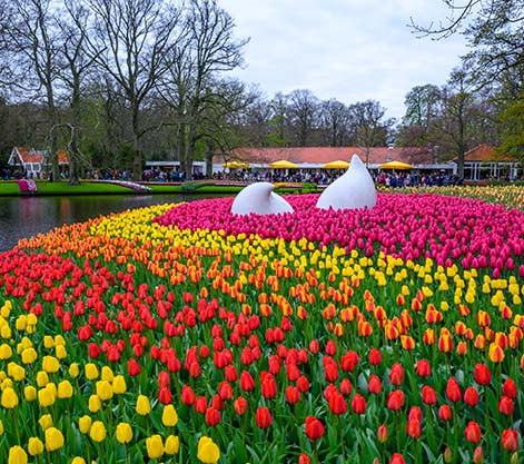 Keukenhof In Bloom