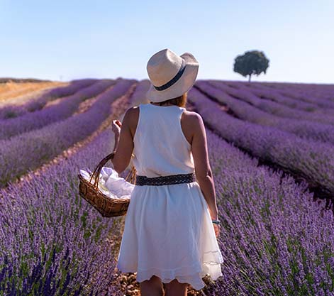 Lavender Field Exploration