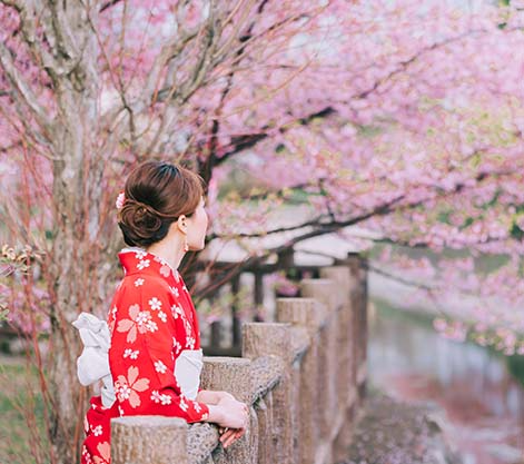 Sakura Viewing Experiences